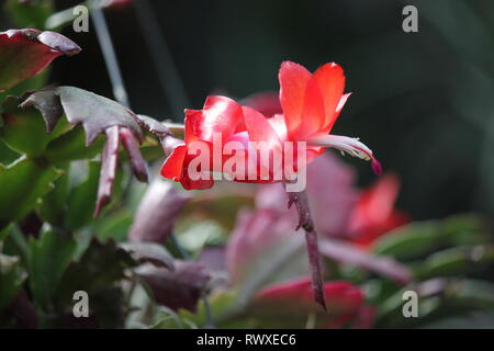 Schlumbergera, cactus di Natale, cactus di Thanksgiving, cactus di granchio e cactus di vacanza, Flor de Maio, può fiorire, Cactus, Weihnachtskaktus. Foto Stock