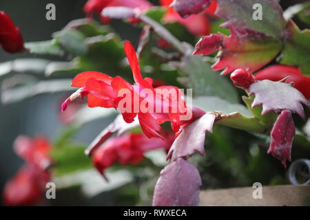 Schlumbergera, cactus di Natale, ringraziamento cactus, granchio cactus e holiday cactus, Flor de Maio, fiori di maggio, cactus, Weihnachtskaktus, cactus de n. Foto Stock