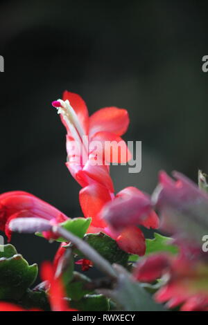 Schlumbergera, cactus di Natale, cactus di Thanksgiving, cactus di granchio e cactus di vacanza, Flor de Maio, può fiorire, Cactus, Weihnachtskaktus. Foto Stock