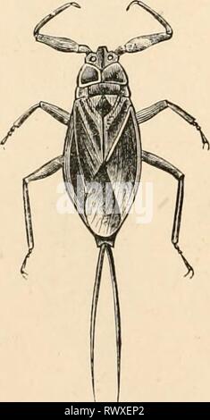 Testo elementare-libro di zoologia (1884) elementare libro di testo di zoologia elementarytextbo0101clau Anno: 1884 572 INSECTA. più o meno nascosto dalla vista. Il rostro è breve. Si nutrono di succhi di frutta di origine animale. Fam. Notonectidse (Riickenschwimmer). Cori.cn striata L., Nutonecta ijldiica L., acqua-bug. Fam. Nepidae, acqua-scorpioni (fig. 475). JYanmris cimwoides L., .AV/w cint'rca L., acqua-scorpione. Runatra luicaria L. tribù 2. Geoeores (terra-bug). Antenne dirette in avanti e di media lunghezza, avente quattro o cinque articolazioni. Il rostro è solitamente lunga. Fam. Hydrometridae (foto) (Wasserlaufer). Foto Stock