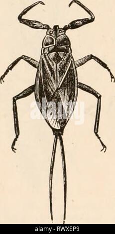 Testo elementare-libro di zoologia, tr elementari di libro di testo di zoologia, tr. e ed. da Adam Sedgwick, con l'assistenza di F. G. Heathcote elementarytextbo01clau Anno: 1892-1893 572 IXSECTA. più o meno nascosto dalla vista. Il rostro è breve. Si nutrono di succhi di frutta di origine animale. Fam. Notonectidae (Rlickenschwimmer). Corixa striata L., Notoiiccta glauca L., acqua-bu.L'. Fam. Nepidae, acqua-scorpioni (fig. 475). Naucoris cimicoidcs L., Xcpa clncrca L., acqua-scorpione. Ilanatra lineare è L. tribù 2. Geocores (terra-bug). Antenne dirette in avanti e di media lunghezza, avente quattro o cinque articolazioni. La ro Foto Stock