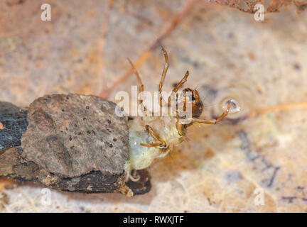 Fly Caddis Larva (Grammotaulius nigropunctatus), Limnephilidae. Sussex, Regno Unito Foto Stock