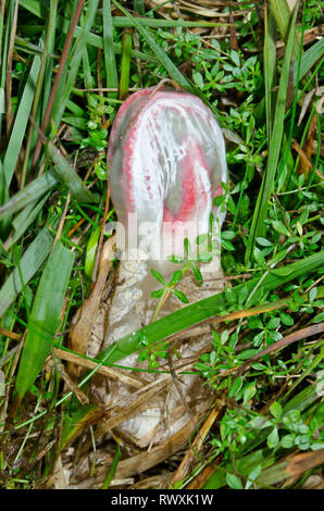 In eruzione uovo del diavolo le dita o Octopus Stinkhorn Fungo (Clathrus archeri). Sussex, Regno Unito Foto Stock