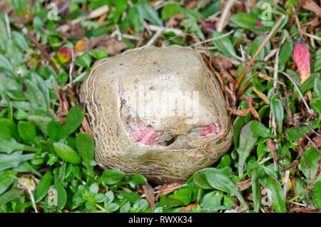 Lo sviluppo di uovo del diavolo le dita o Octopus Stinkhorn Fungo (Clathrus archeri). Sussex, Regno Unito Foto Stock