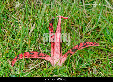 Devil's dita o Octopus Stinkhorn Fungo (Clathrus archeri). Sussex, Regno Unito Foto Stock