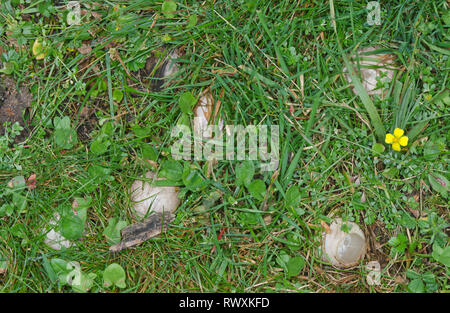 Devil's dita o Octopus Stinkhorn Fungo (Clathrus archeri). Sussex, Regno Unito Foto Stock