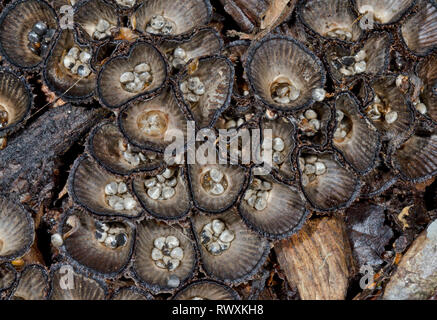 Pieghe di nidificazione degli uccelli Fungo (Cyathus striatus), Nidulariaceae. Sussex, Regno Unito Foto Stock