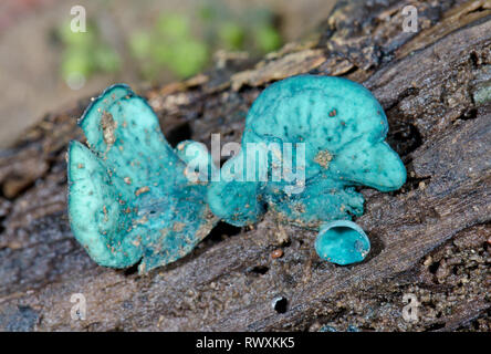 Verde fungo Elfcup (Chlorociboria aeruginascens). Sussex, Regno Unito Foto Stock