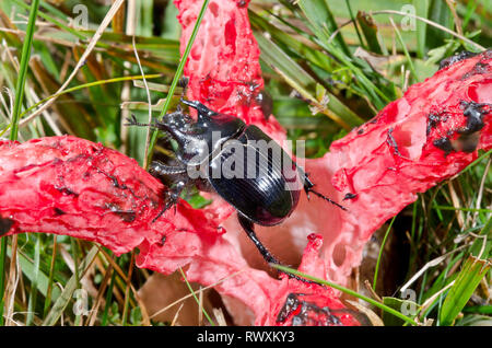 Minotauro maschio Beetle (Typhaeus typhoeus) attratti da Devil's dita (fungo Clathrus archeri). Sussex, Regno Unito Foto Stock