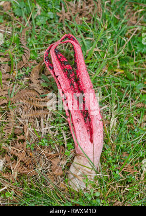 Devil's dita o Octopus Stinkhorn fungo ( Clathrus archeri ). Sussex, Regno Unito Foto Stock