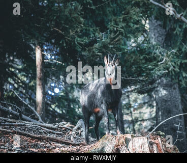 Camoscio Rupicapra rupicapra, sulla collina rocciosa con autunno erba, montagna. La scena della fauna selvatica in natura. Alpi animale con avvisatore acustico in habitat in Austria Foto Stock