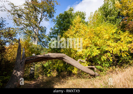 Un albero caduto in antichi boschi durante l'autunno, Colwick boschi, Nottingham, Inghilterra, Regno Unito Foto Stock