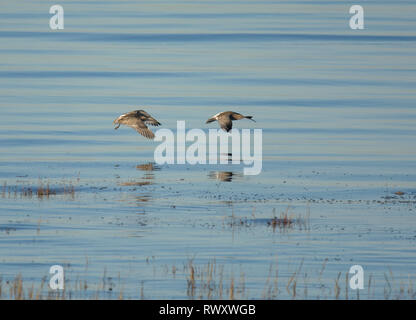 Due Curlew, Numenius arquata, in volo, Morecambe Bay, Lancashire, Regno Unito Foto Stock