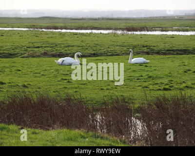 Harty, Kent, Regno Unito. 8 Marzo, 2019. Regno Unito Meteo: una mattina di sole in Elmley, Kent. Credito: James Bell/Alamy Live News Foto Stock