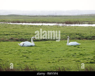 Harty, Kent, Regno Unito. 8 Marzo, 2019. Regno Unito Meteo: una mattina di sole in Elmley, Kent. Credito: James Bell/Alamy Live News Foto Stock