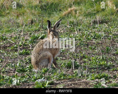 Harty, Kent, Regno Unito. 8 Marzo, 2019. Regno Unito: Meteo a marzo lepre su una mattina di sole in Elmley, Kent. Credito: James Bell/Alamy Live News Foto Stock