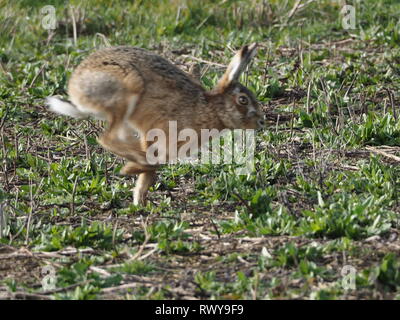 Harty, Kent, Regno Unito. 8 Marzo, 2019. Regno Unito: Meteo a marzo lepre su una mattina di sole in Elmley, Kent. Credito: James Bell/Alamy Live News Foto Stock