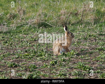 Harty, Kent, Regno Unito. 8 Marzo, 2019. Regno Unito: Meteo a marzo lepre su una mattina di sole in Elmley, Kent. Credito: James Bell/Alamy Live News Foto Stock