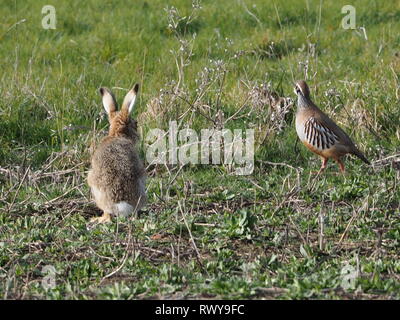 Harty, Kent, Regno Unito. 8 Marzo, 2019. Regno Unito Meteo: una mattina di sole in Elmley, Kent. Una lepre prende un rapido sguardo a pernici rosse. Credito: James Bell/Alamy Live News Foto Stock