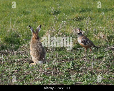 Harty, Kent, Regno Unito. 8 Marzo, 2019. Regno Unito Meteo: una mattina di sole in Elmley, Kent. Un pernici rosse prende un sguardo lateralmente in corrispondenza di una lepre. Credito: James Bell/Alamy Live News Foto Stock