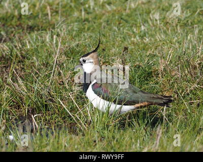 Harty, Kent, Regno Unito. 8 Marzo, 2019. Regno Unito: Meteo una pavoncella su una mattina di sole in Elmley, Kent. Credito: James Bell/Alamy Live News Foto Stock