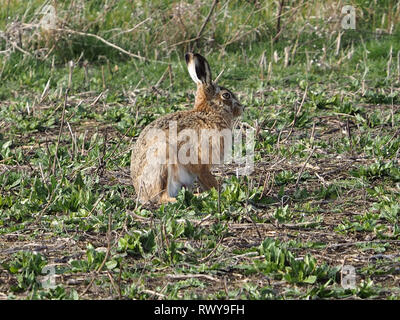 Harty, Kent, Regno Unito. 8 Marzo, 2019. Regno Unito: Meteo a marzo lepre su una mattina di sole in Elmley, Kent. Credito: James Bell/Alamy Live News Foto Stock