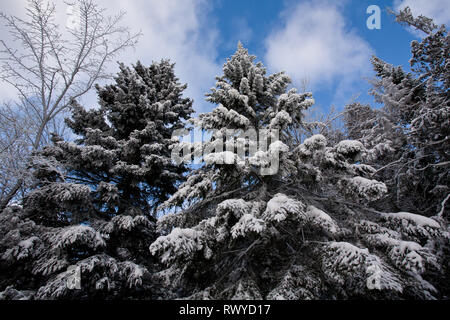 Tahquamenon Falls State Park, Chippewa County, Michigan, Stati Uniti d'America Foto Stock