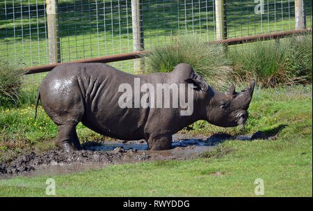 White Rhino wallowing nel fango in Africa vive il Wild Animal Park, Kessingland, Suffolk, Regno Unito Foto Stock