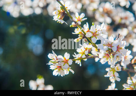 Mandorlo fiorito. Chiudere la vista. Foto Stock