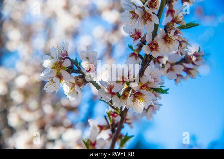 Mandorlo fiorito. Chiudere la vista. Foto Stock