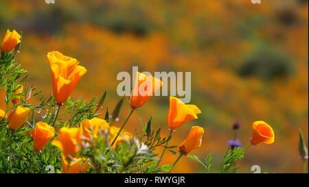 Close up della California poppies in fiore Foto Stock