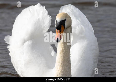 Cigno, (Cygnus olor), Regno Unito - Vista anteriore verticale di un adulto swan su un lago che mostra i dettagli del piumaggio con ali sollevata con sfondo bokeh di fondo Foto Stock