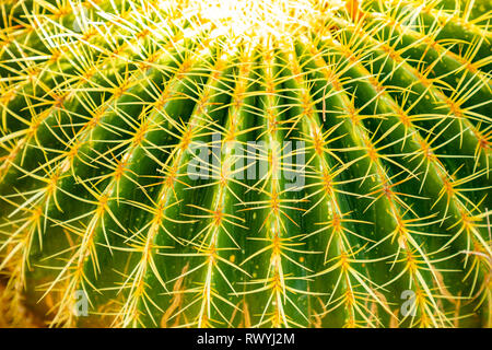 Primo piano vista sul verde Golden Barrel Cactus o Echinocactus grusonii come sfondo, tessitura Foto Stock