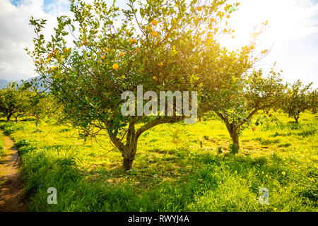 Gli alberi di limone in un agrumeto in Sicilia, Italia Foto Stock