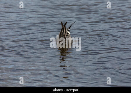 Estremità posteriore di un maschio pintail duck (Anas acuta) con la sua testa in acqua Foto Stock