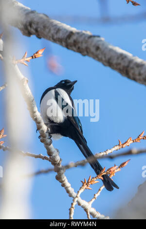 Eurasian gazza su un ramo, comune gazza (Pica pica) Foto Stock
