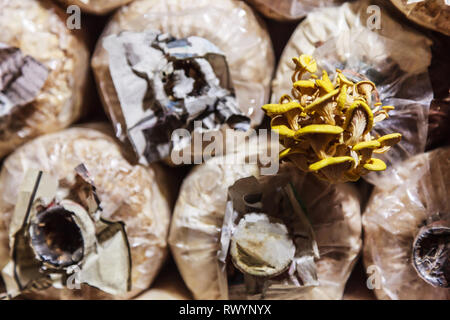 La coltivazione e la raccolta di funghi nel fungo agricoltura alimentare. Tecniche di coltivazione richiedono la giusta combinazione di umidità, temperatura, substrato (growt Foto Stock