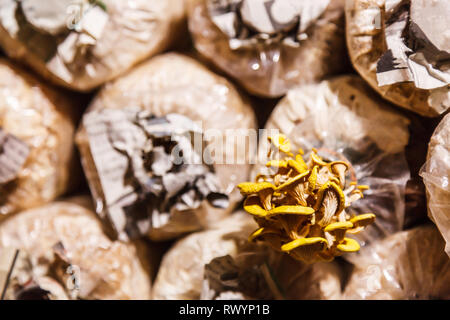 La coltivazione e la raccolta di funghi nel fungo agricoltura alimentare. Tecniche di coltivazione richiedono la giusta combinazione di umidità, temperatura, substrato (growt Foto Stock