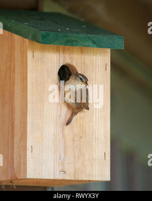 Un wren (Troglodytes troglodytes) portando cibo, una giovane earwig ( Forficula auricularia) all'ingresso della sua scatola di nido Foto Stock