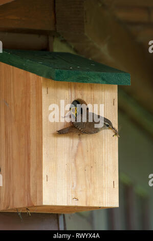 Un wren (Troglodytes troglodytes) portando cibo, una giovane earwig ( Forficula auricularia) all'ingresso della sua scatola di nido