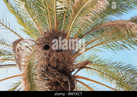 Nido in Palm Beach. Quaker pappagalli / Monaco parrocchetto (Myiopsitta monachus), Barcellona Foto Stock