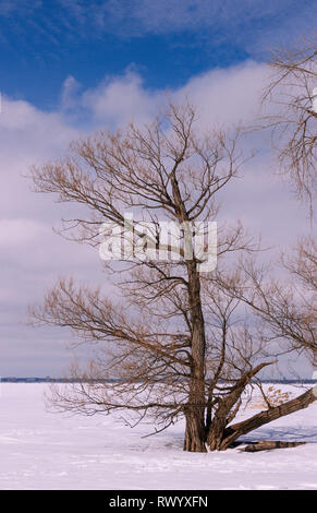 Paesaggio invernale sul lago con struttura ad albero. L'immagine verticale Foto Stock