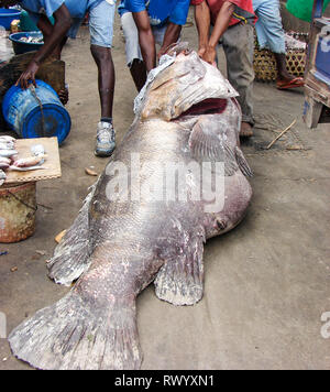 Fishermens catturato un grosso pesce e trascinato al mercato Foto Stock