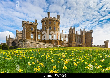 Belvoir Castle narcisi Foto Stock