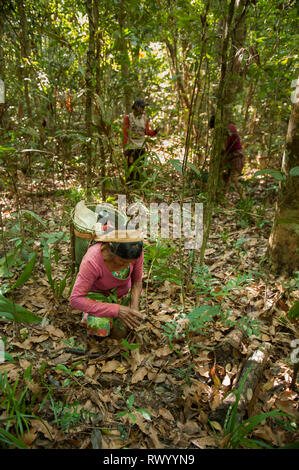 Mato Grosso Membro, Brasile. Un Kayapo donna indiana con un design tradizionale cestello, ma fatta di plastica nastro di rilegatura, raccoglie Cumaru (Dipterix odorata Foto Stock