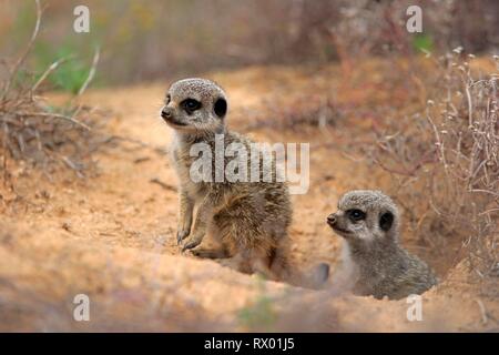 Meerkats (Suricata suricatta), due giovani animali animali den, Oudtshoorn, Western Cape, Sud Africa Foto Stock