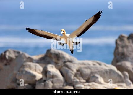 Cape Gannet (Morus capensis), Adulto battenti, si avvicina, Lamberts Bay, Western Cape, Sud Africa e Africa Foto Stock