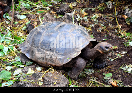 Gigante Turtoise Galapagos Turtle Foto Stock