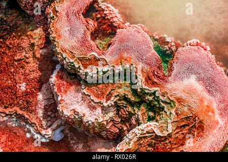 Dettaglio foto, primavera calda con orange di depositi di minerali e alghe, molle tavolozza, terrazzi superiori, Mammoth Hot Springs Foto Stock