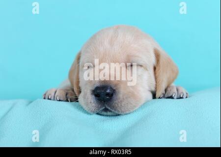 Il Labrador retriever giallo, cucciolo di 3 settimane, dormire sulla coperta di turchese, Austria Foto Stock